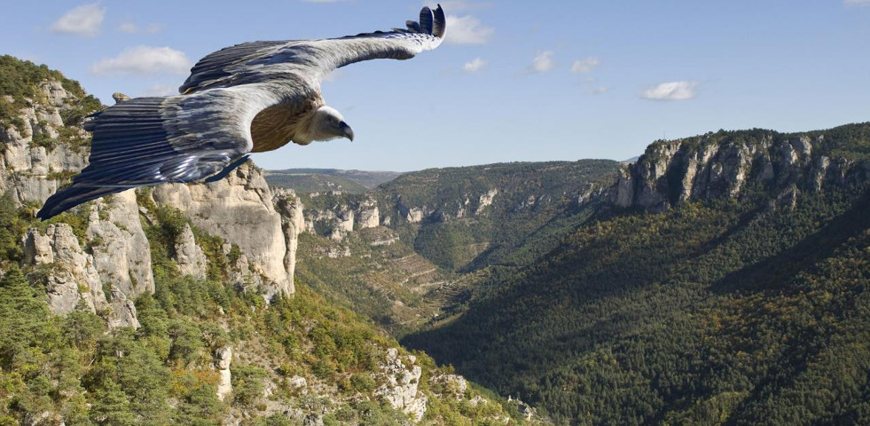 Photo d'un vautour depuis le belvedere des vautours, gorges du Tarn, Lozère